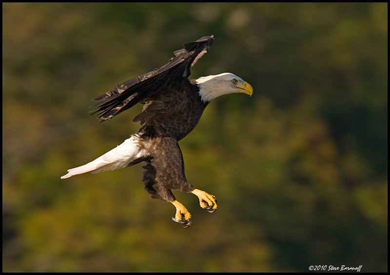 _0SB8944A american bald eagle.jpg